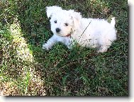 Maltese