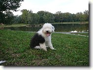 Old English Sheepdog