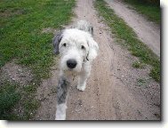 Old English Sheepdog