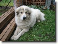 Chien de Montagne des Pyrnes