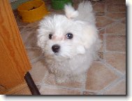 Maltese