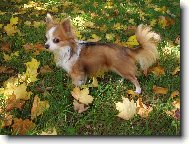 Chihuahua 2