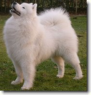 Samojedskaja Sobaka