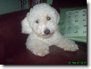 Bichon � poil fris�, Bichon Frise