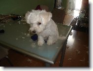 Bichon � poil fris�, Bichon Frise