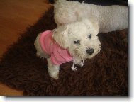 Bichon � poil fris�, Bichon Frise