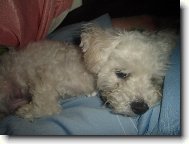 Bichon � poil fris�, Bichon Frise