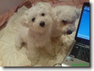 Bichon � poil fris�, Bichon Frise