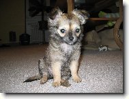 Chihuahua