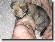 Chihuahua