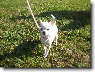 Chihuahua