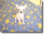 Chihuahua
