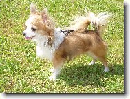 Chihuahua