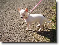Chihuahua 2