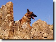 Chien de Berger Belge - Malinois