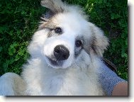 Chien de Montagne des Pyrnes