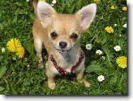 Chihuahua