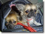 Chihuahua