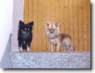Chihuahua