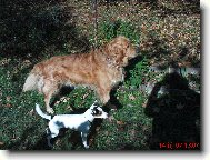 Parson Russel Terrier