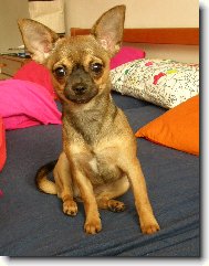 Chihuahua
