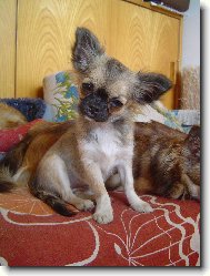 Chihuahua