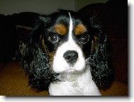 Cavalier King Charles Spaniel