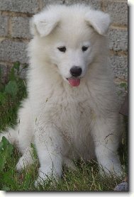 Samojedskaja Sobaka