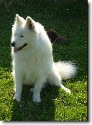 Samojedskaja Sobaka