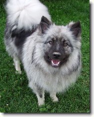 Deutscher spitz Wolfspitz, Keeshound