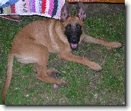 Chien de Berger Belge - Malinois
