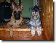 Chien de Berger Belge - Malinois