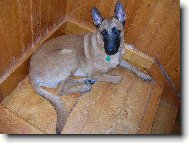 Chien de Berger Belge - Malinois