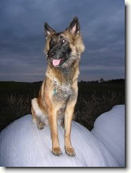 Chien de Berger Belge - Malinois