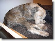 Old English Sheepdog