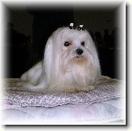 Maltese