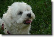 Maltese