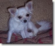 Chihuahua