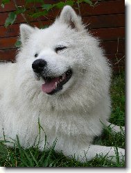 Samojedskaja Sobaka
