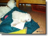 Maltese