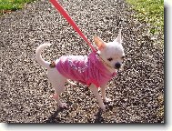 Chihuahua 2