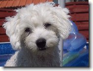 Maltese