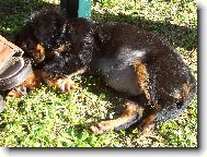 Cavalier King Charles Spaniel