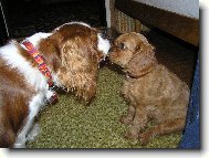 Cavalier King Charles Spaniel