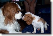 Cavalier King Charles Spaniel