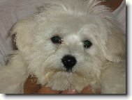 Maltese