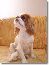 King Charles panl