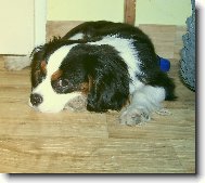 Cavalier King Charles Spaniel