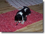 Cavalier King Charles Spaniel