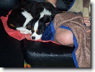 Cavalier King Charles Spaniel